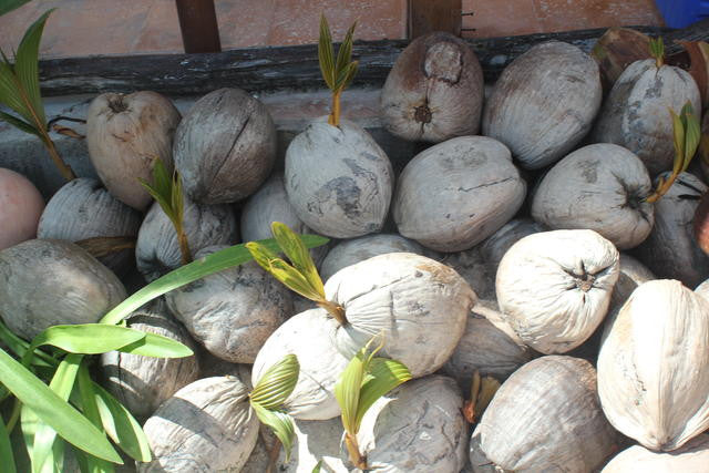 Why no coconut oil in Good Karma Products Incorporated Products?